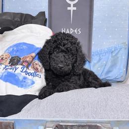 Hades - Black male Labradoodle puppy in Kingston, Georgia from CC Familydoodles