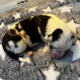 Kalimba - Blue merle male Australian Shepherd puppy in Bennett, Colorado from Alolan Angel Aussies