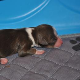 Miniature American Shepherd and Toy Australian Shepherd Puppies from Roeboat Aussies