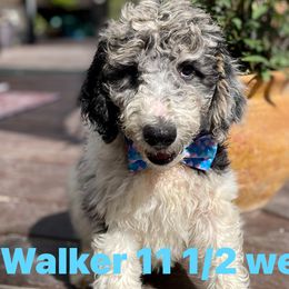 Boy 2 - Blue merle Aussiedoodle puppy in Dripping Springs, Texas from Doodle Ranch
