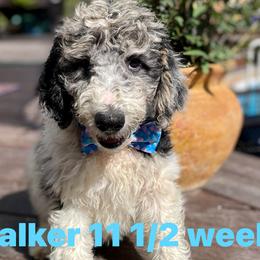 Boy 2 - Blue merle Aussiedoodle puppy in Dripping Springs, Texas from Doodle Ranch