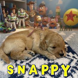 Snappy - Apricot female Goldendoodle puppy in Houston, Texas from Golden Life Doodles