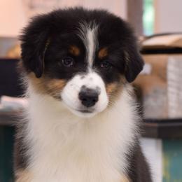 Spring - Black tri-color female Australian Shepherd puppy in Paris, Kentucky from Silverstone Kennel