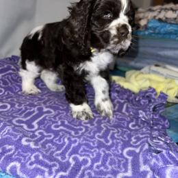 Gabby - Brown and white female Cocker Spaniel puppy in San Jose, California from Kathleen's Cocker Spaniels