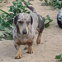 London Faith - Dachshund
