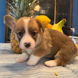 Mira - Red female Pembroke Welsh Corgi puppy in Spring Hill, Florida from Chaotic Canines