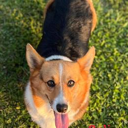 Cali - Pembroke Welsh Corgi