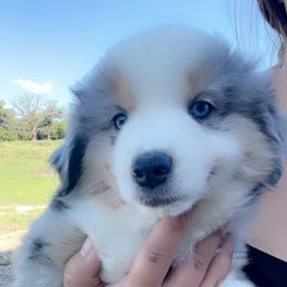 Miniature Australian Shepherd Puppies from Broken T Australian Shepherds