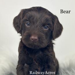 Bear - Chocolate male Goldendoodle puppy in Milford, Indiana from Railway Acres Kennel