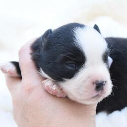 Tide - Black & white male Miniature Australian Shepherd puppy in Chickasha, Oklahoma from Rustic Lace