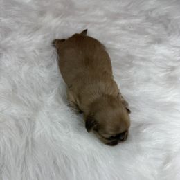 Boy 2 - male Shih Tzu puppy in Columbia, Kentucky from Lisa Bandy Shih Tzu