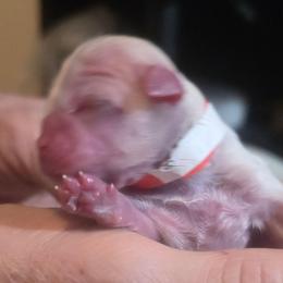 Puddles - White female Mal-Shi puppy in Belleville, Michigan from Michigan Maltese Puppies