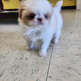 Boy 3 - Red and white male Japanese Chin puppy in Summerset, South Dakota from Rochan’s Japanese Chins