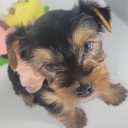 Pink collar girl - Black and tan female Yorkshire Terrier puppy in Jacksonville, Florida from Yorkieology