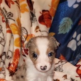 Spry - female Border Collie puppy in Albuquerque, New Mexico from Noko's dogs
