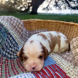 Chance - Blenheim male Cavalier King Charles Spaniel puppy in Stockdale, Texas from Great Oaks Farm Cavaliers