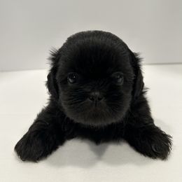 Shih Tzu Puppies from Moore Shih Tzus