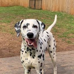 Dalmatians from Happy Trails' Dalmatians