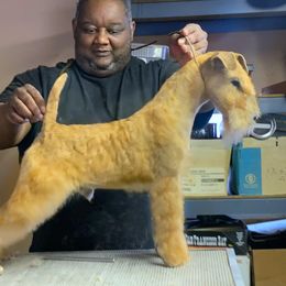 Cash - Lakeland Terrier