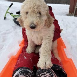 Space - Cream male Poodle puppy in St. Johnsbury, Vermont from Poodles of the Northern Woods