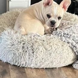 Echo - French Bulldog
