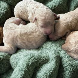 Girl 1 - Cream female Goldendoodle puppy in Richmond, Texas from Harper’s Heartbeats