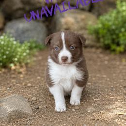 Valka - Red female Border Collie puppy in Sanger, California from Flying M Cactus Ranch Buddies