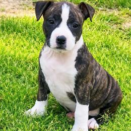 Olive Oyl - Black brindle female American Staffordshire Terrier puppy in Marietta, Georgia from Ambition Amstaffs
