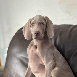 Charming - Silver gray male Weimaraner puppy in Aitkin, Minnesota from Whispering’s GunDogs
