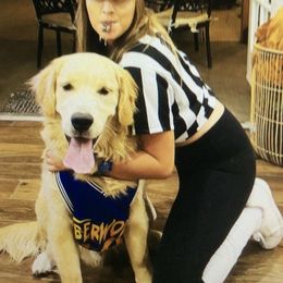 Golden Retriever Puppies from Goldminer Goldens