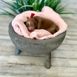 Red Collar - Red female Cavapoo puppy in St George, Utah from Picture Perfect Doodles
