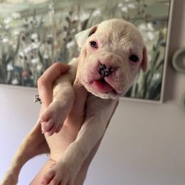 Hunter - White male Boxer puppy in Henderson, Tennessee from Vom Broadvalley