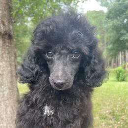 Tracker - Parti male Poodle puppy in Florence County, South Carolina from Modern Family Standards