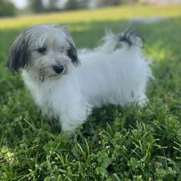 Havanese Puppies from Home with Havanese
