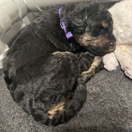 Purple - Phantom female Poodle puppy in Ponce De Leon, Florida from Above the Standard Dogs