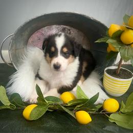 Dill Pickles - Black white and tan male Collie puppy in Chilhowie, Virginia from Jolly Collies