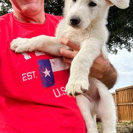 German Shepherd Puppies from Army Vet-German Shepherds