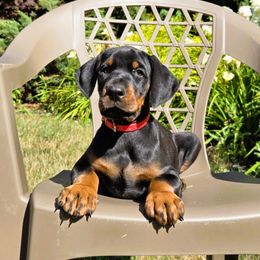 Boy 5 - Black and rust male Doberman Pinscher puppy in Chagrin Falls, Ohio from Schloss Velburg Dobermanns
