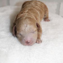 Female 2 - Apricot female Poodle puppy in Mississippi from Ewing Acres