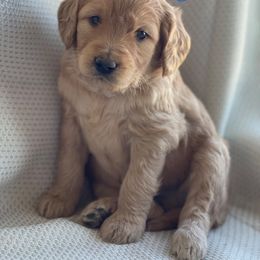 Goldendoodle and Golden Retriever Puppies from Goldie Locks Golden Retrievers & Doodles