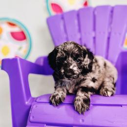 Cavapoo, Goldendoodle, and Golden Retriever Puppies from Canterbury Canines