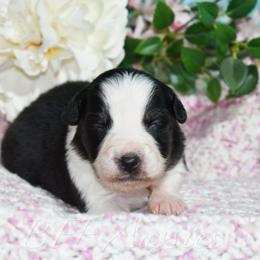 Mary - Black tri-color female Australian Shepherd puppy in Placerville, California from BFF Aussies