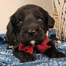 Evander - Black male Bernedoodle puppy in Temecula, California from Oodles O'Doodles