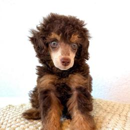 Sparks - Brown male Poodle puppy in Concord, California from Golden State Good Dogs