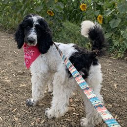 Labradoodles, Labrador Retrievers, and Poodles from L & R Kennel