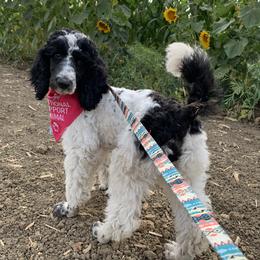 Labradoodles, Labrador Retrievers, and Poodles from L & R Kennel