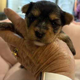 Dulce - Black and gold female Yorkshire Terrier puppy in Phoenix, Arizona from Coursey’s Yorkies
