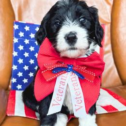 Tater salad - Black and white female Bernedoodle puppy in New Harmony, Indiana from Cottonwood Farms