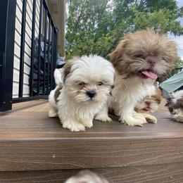 Boy 5 - Cream and white male Shih Tzu puppy in Troy, Michigan from "Shihtzu Best Friend"