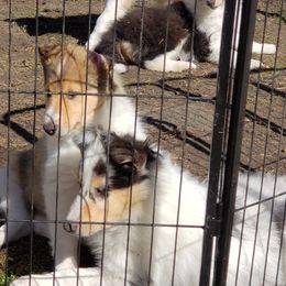 Collies from Steel Bridge Collies